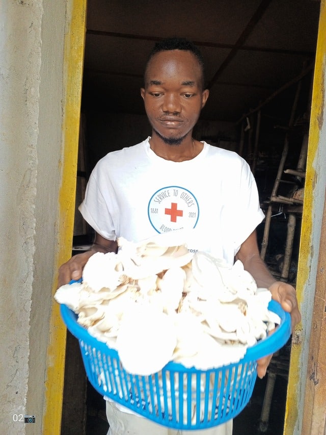 Oyster Mushroom cultivation