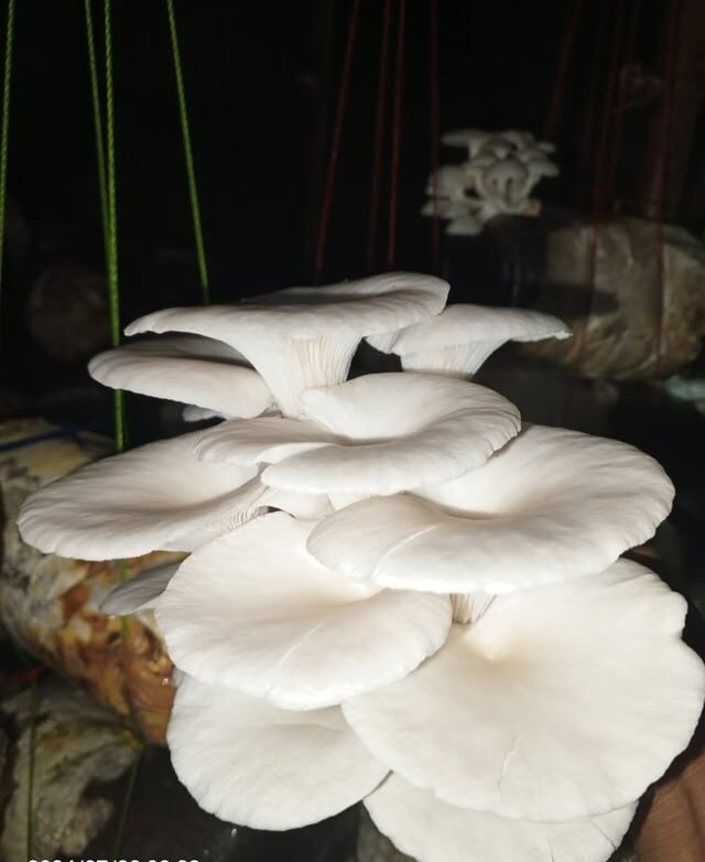 Oyster Mushroom Cultivation