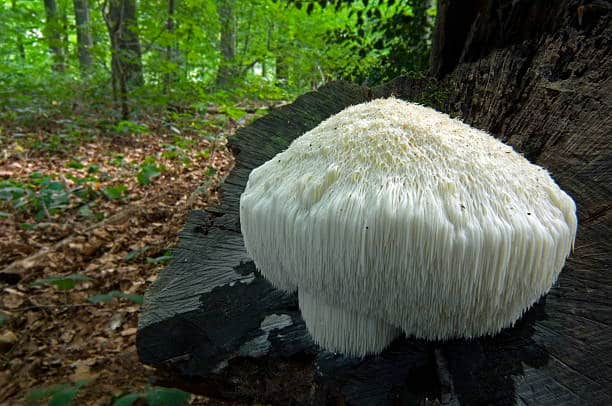 Mushroom farming