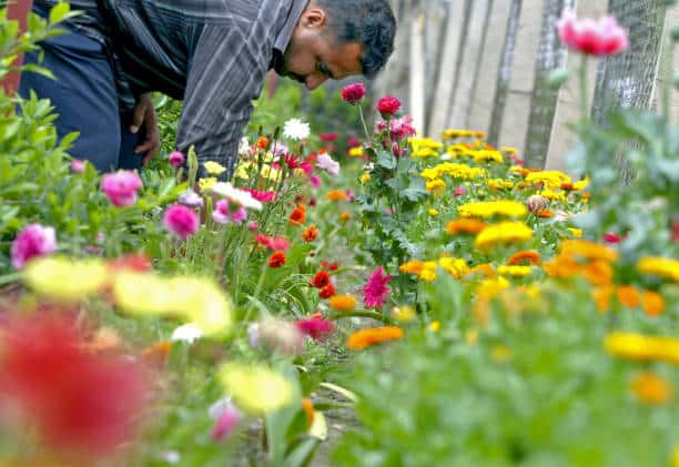 Plant Nursery Business