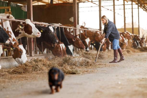 Agricultural Business Ideas