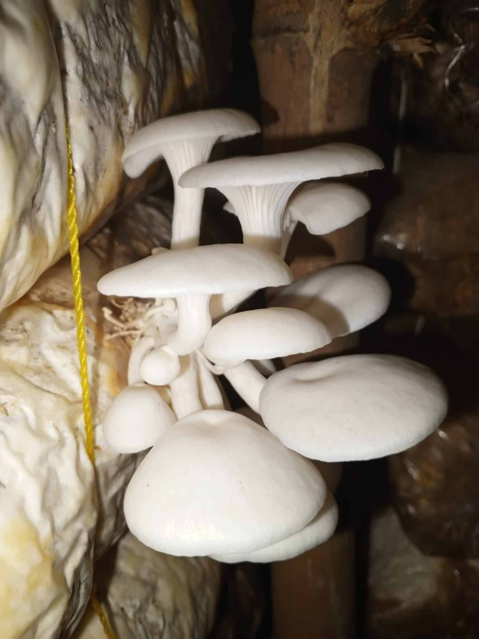 Oyster Mushroom cultivation