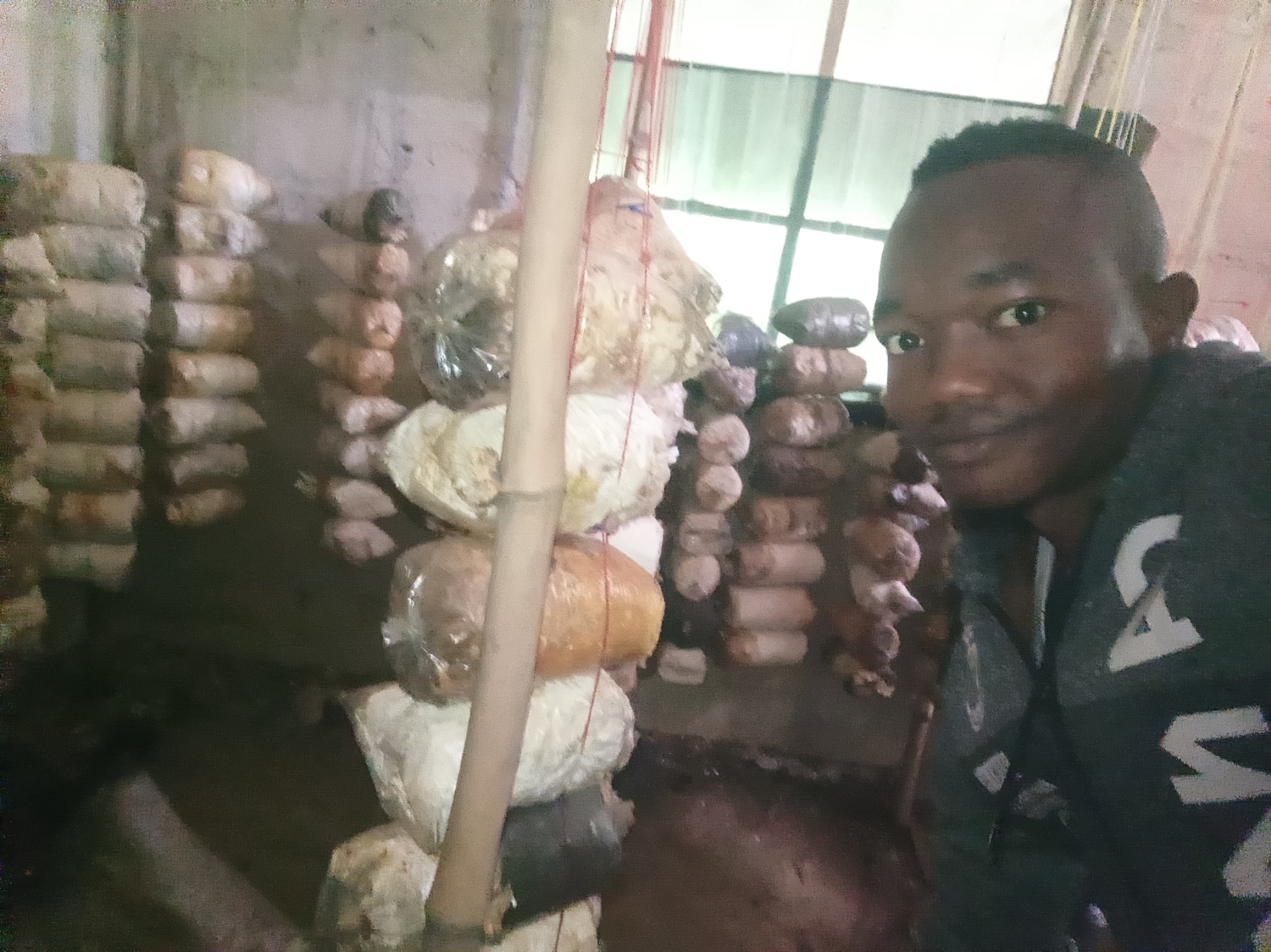 oyster mushroom cultivation