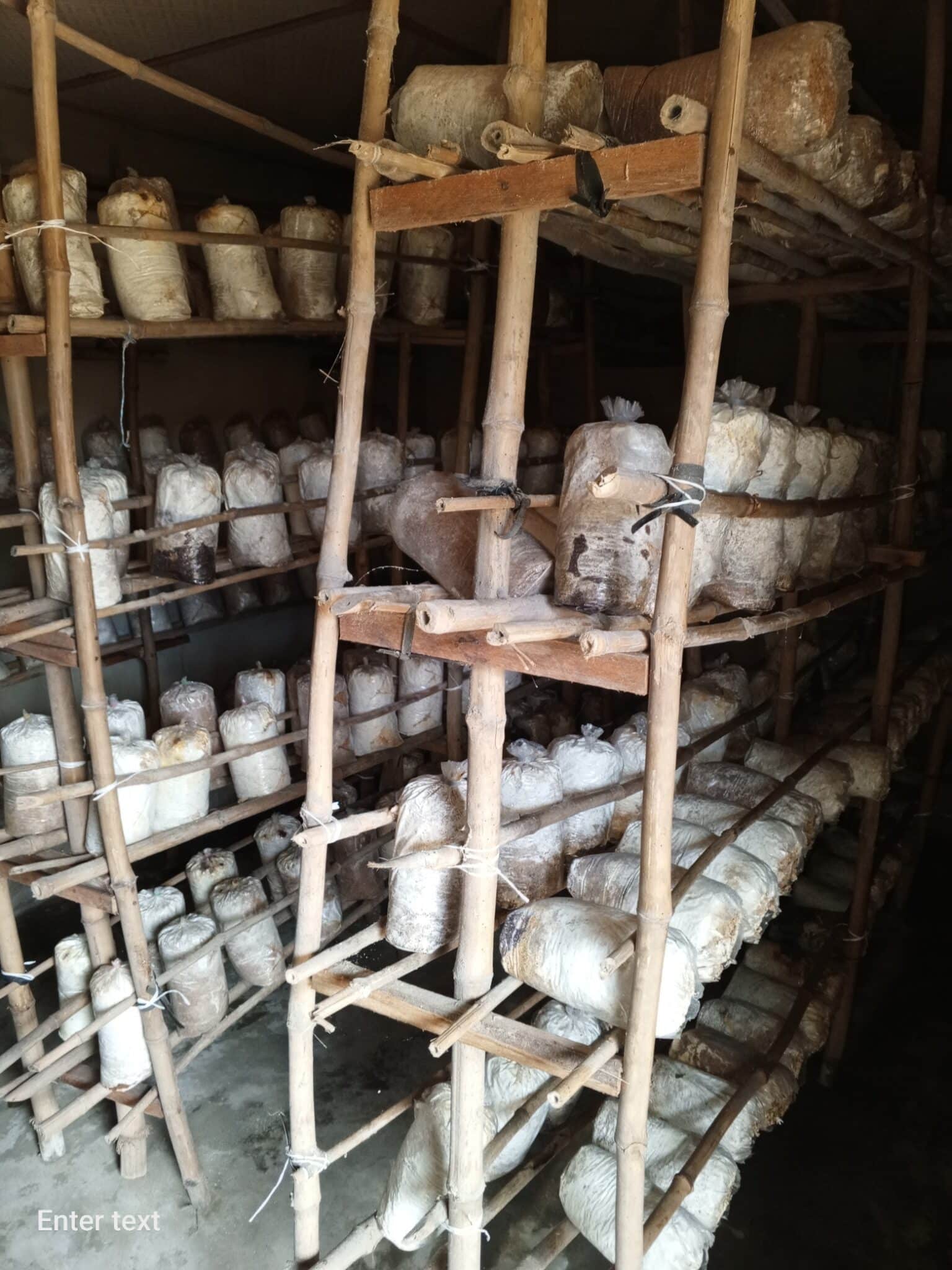 Oyster Mushroom cultivation