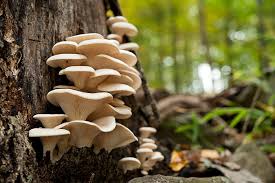 Oyster Mushroom cultivation