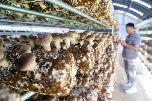 mushroom farming