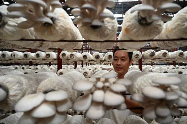 Oyster Mushroom Cultivation