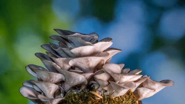 Mushroom Farming