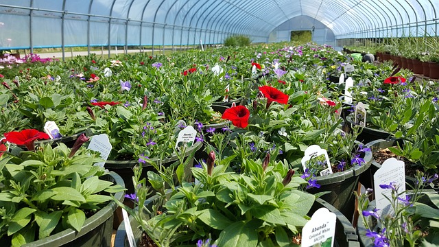 Plant Nursery Business