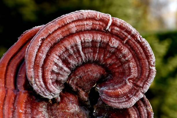 Mushroom farming reishi