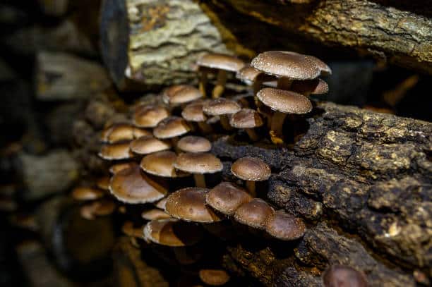 Mushroom farming Shiitake outdoor