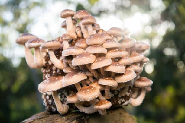 Mushroom Farming