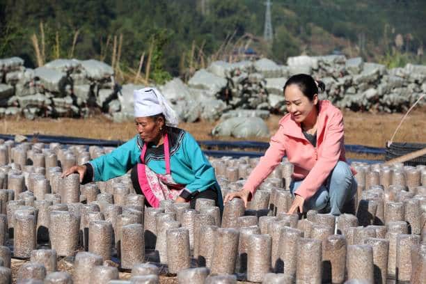 Mushroom farming Substrates